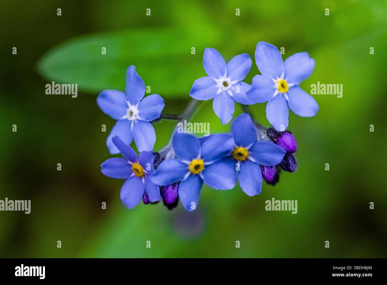 Small Forget-Me-Not, Myosotis laxa, blüht im Herzen des Campground O' the Hills, Olympic National Park, Washington State, USA Stockfoto