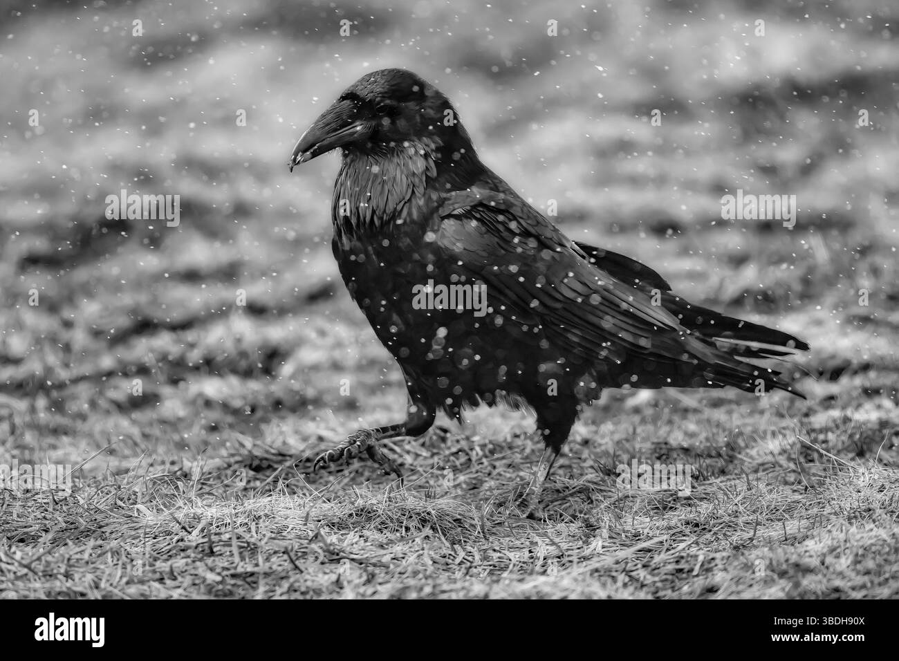 Common Raven, Covrus Corax, mit fallendem Schnee auf der Hurricane Ridge, Olympic National Park, Washington State, USA Stockfoto