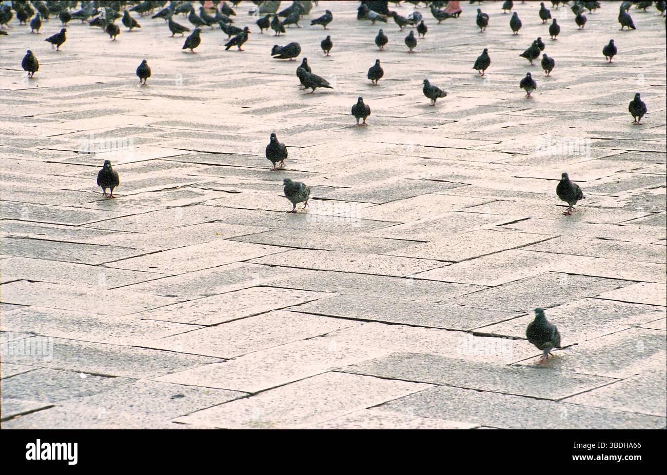 Tauben auf dem Markusplatz, Venedig, Italien Stockfoto