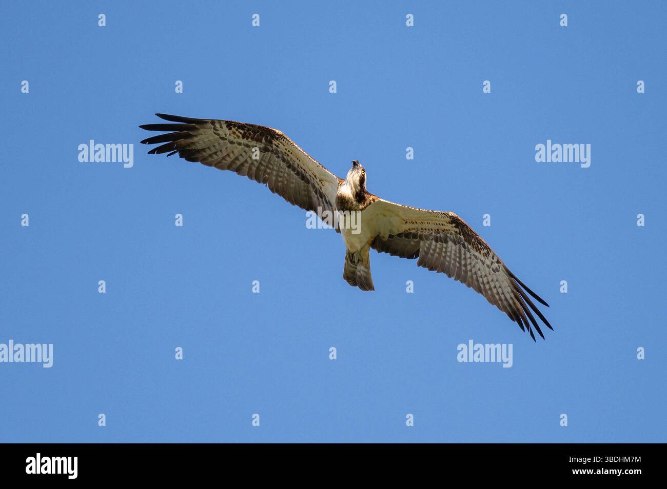 Osprey Pandion haliaetus steigt durch den Himmel. In seinem natürlichen Lebensraum gefangen gleitet der Raptor mit vollständig ausgestreckten Flügeln und scannt das Wasser darunter Stockfoto