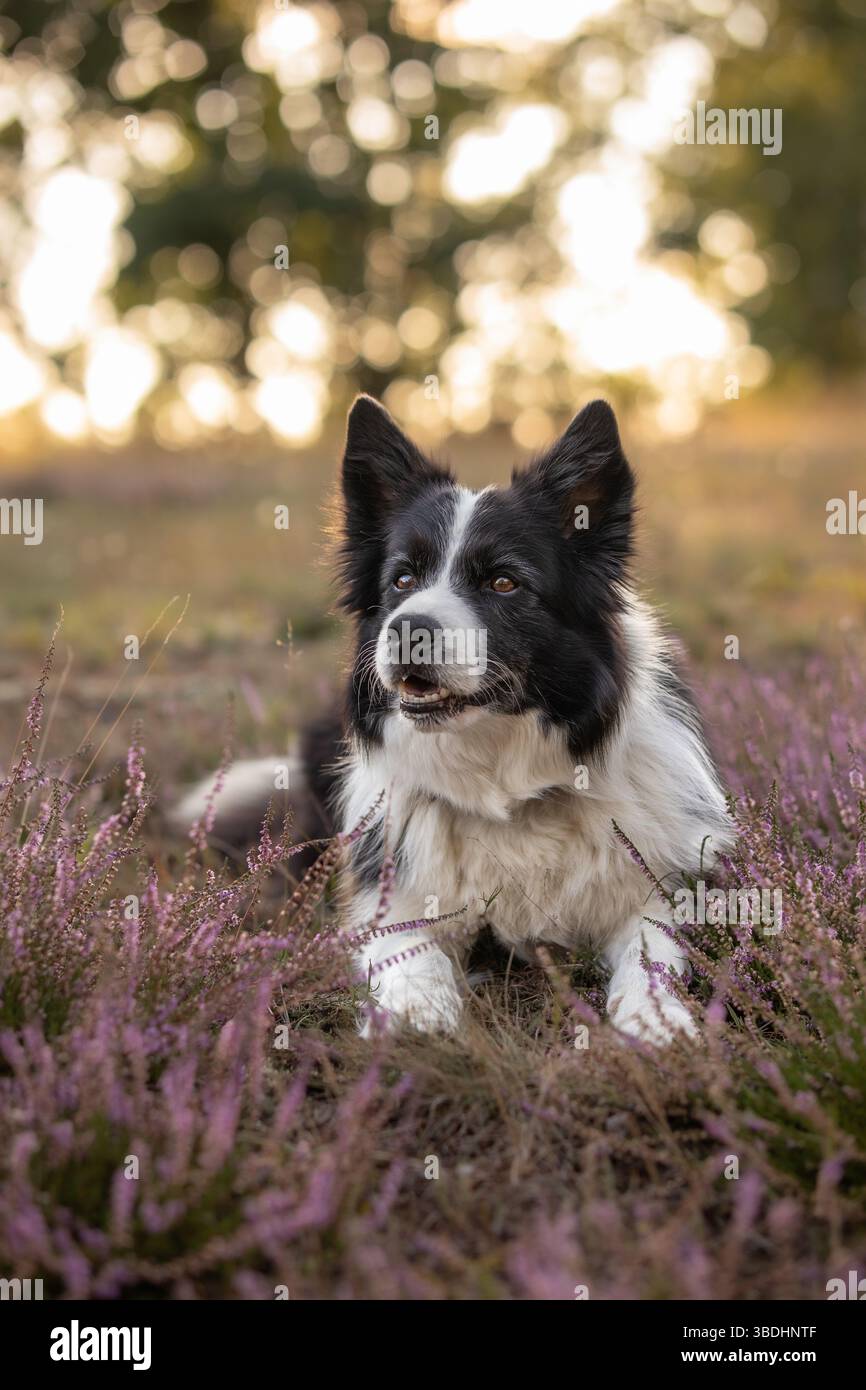 Vertikales Porträt des Schwarzweiß-Collie-Hundes in Ping Heidekraut Blumen mit Bokeh Hintergrund. Niedliches Haustier liegt in der Wiese in der Natur. Stockfoto