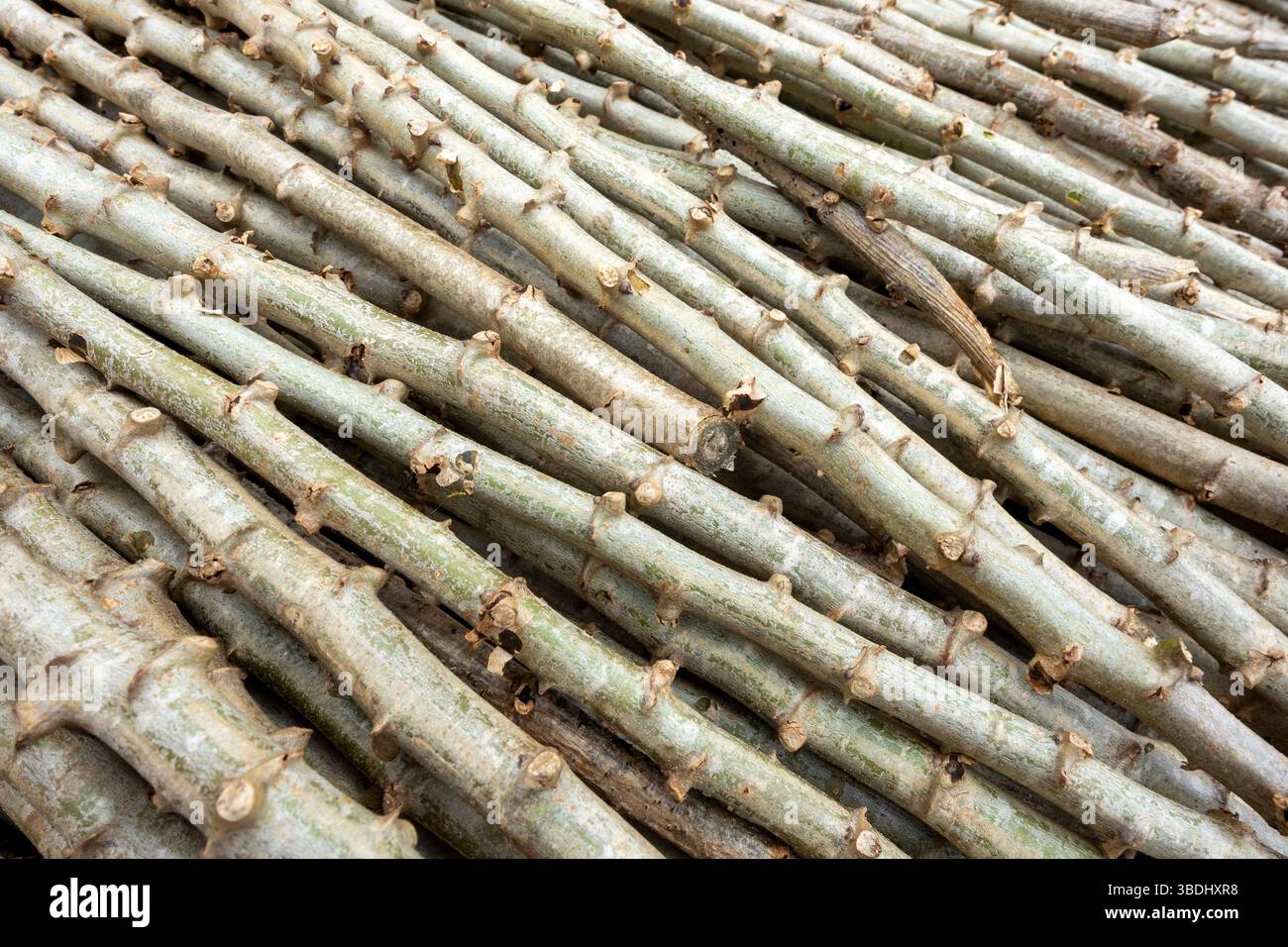 Der Maniokstiel wird getrocknet, geschnitten, zu Manioksamen verarbeitet und auf den Feldern gepflanzt. Stockfoto
