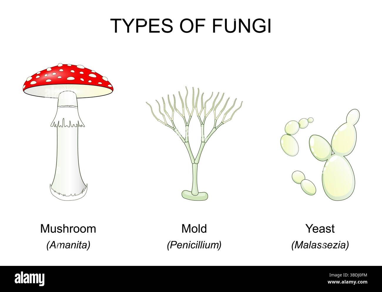 Pilzarten. Pilze, Hefe, Schimmel. Amanita, Malassezia und Penicillium. Vektorabbildung. Bildungsplakat. Schematische Darstellung Stock Vektor