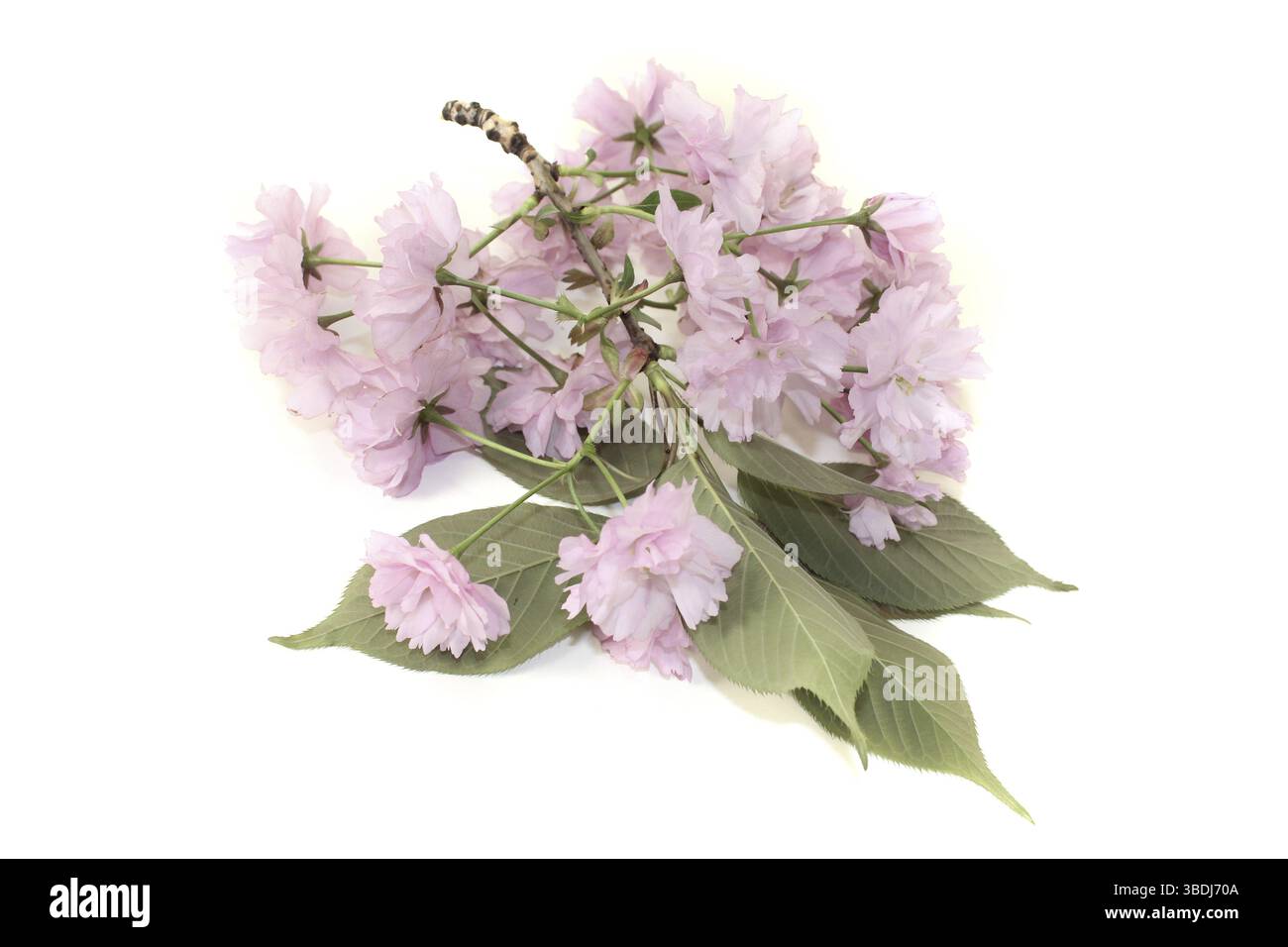 Japanische Kirschblüten vor hellem Hintergrund Stockfoto