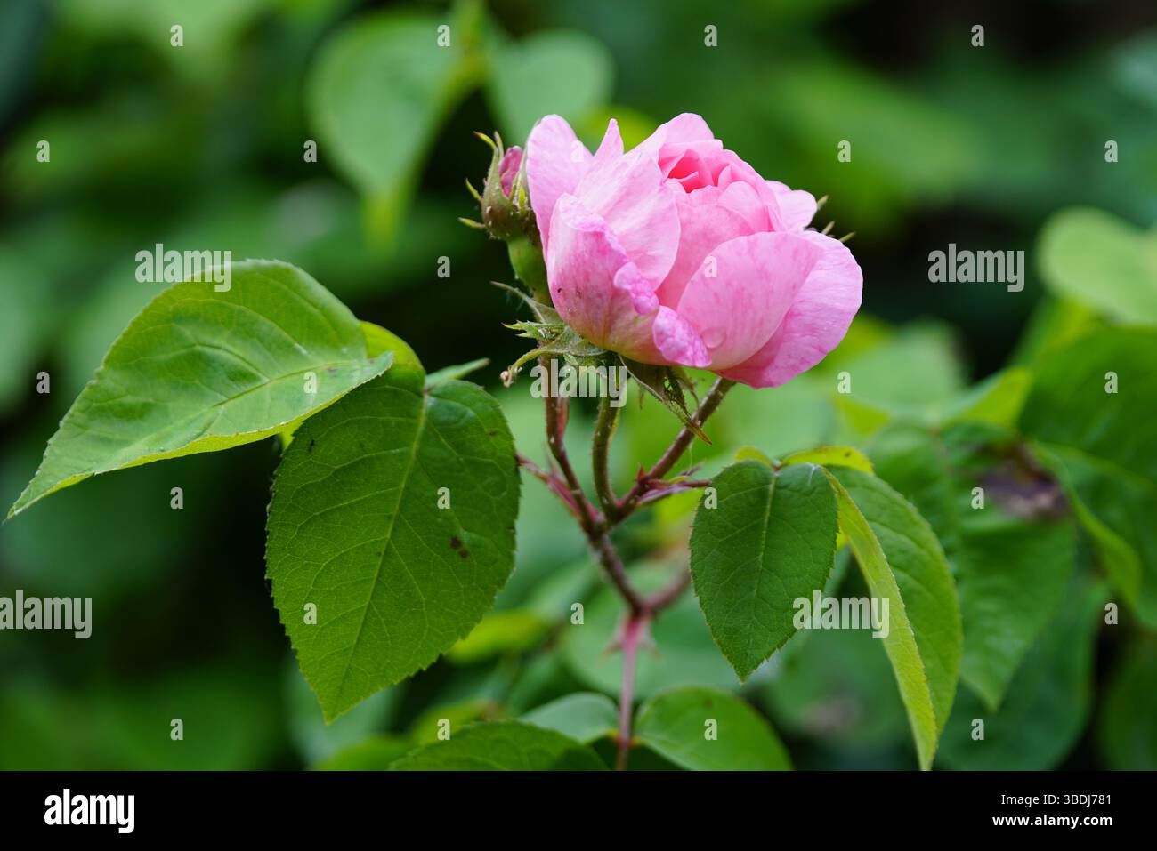 Wichura's Rose, Teerose, Dorking, Großbritannien Stockfoto