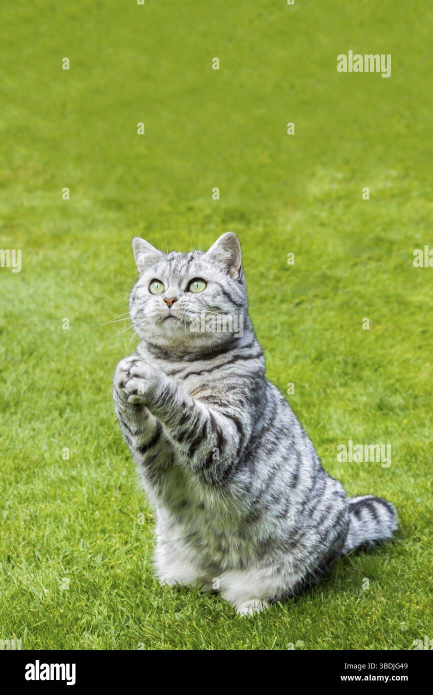Britisch Kurzhaar Schwarz Silber Tabby Katze sitzt auf dem grünen Rasen zu beten Stockfoto