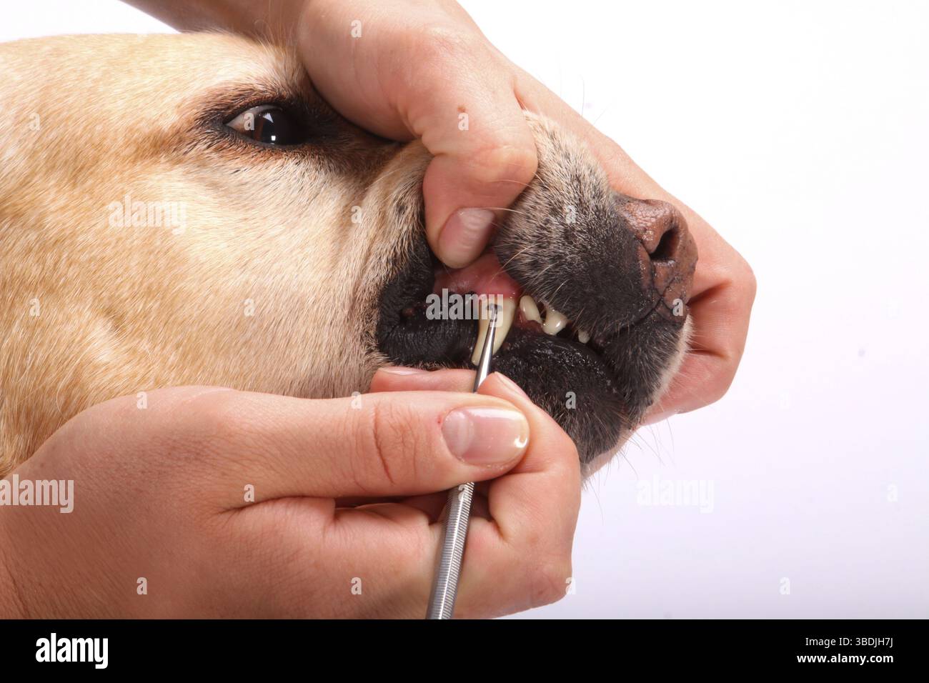 Labrador Retriever, entfernen von Tatar, Entfernen von Tatar, Schaben, Abkratzen, Zahn, Zehen, Gebiss Stockfoto