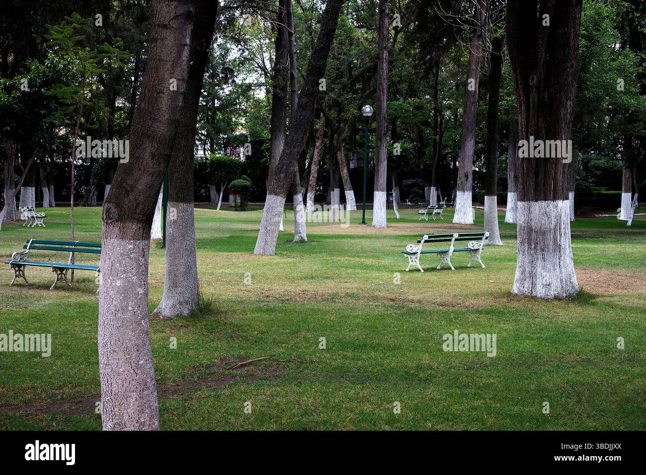 Mexikanischer Park mit Bäumen mit weiß gestrichenen Stämmen am Boden Stockfoto