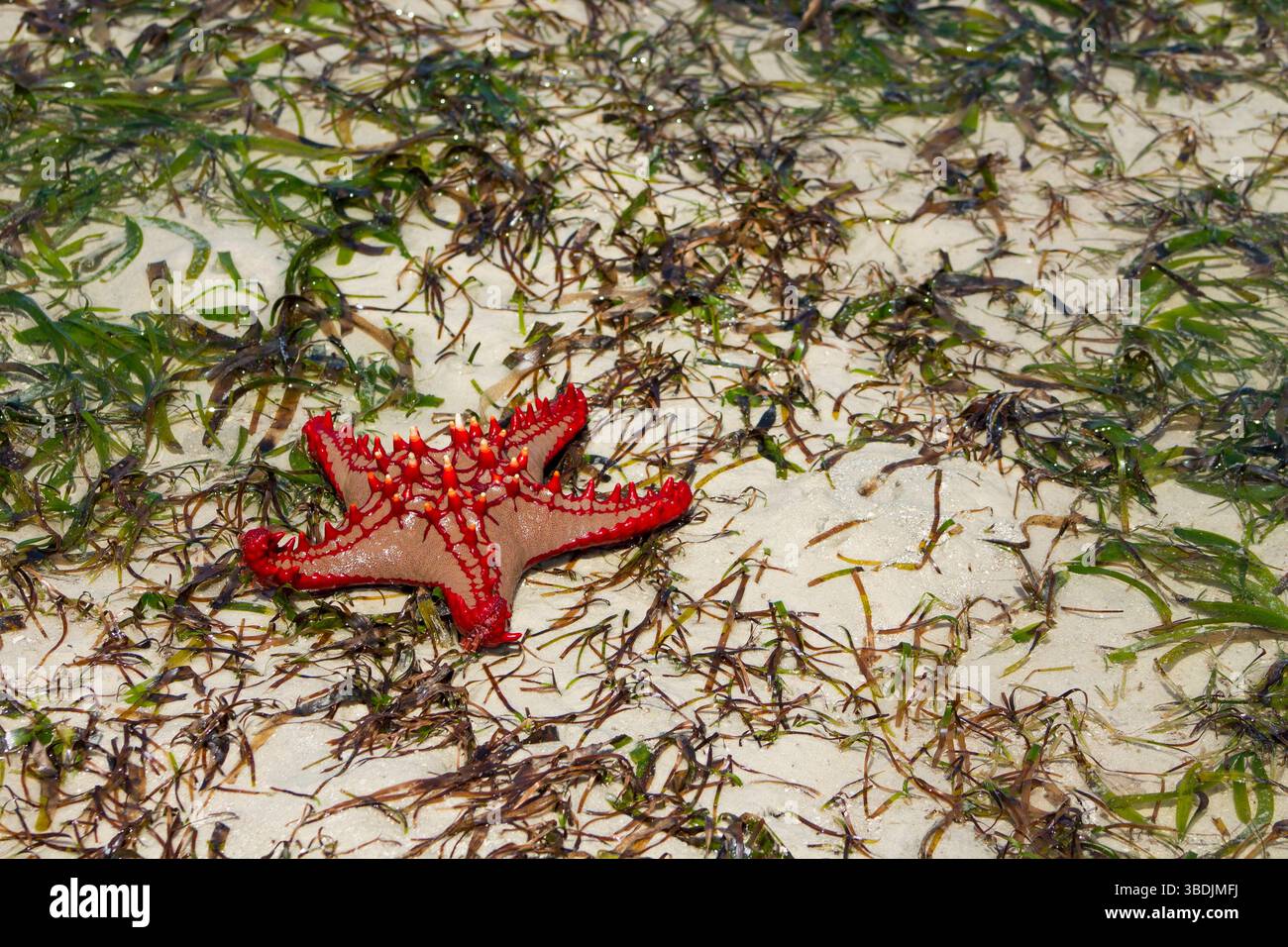Roter Seestern Protoreaster linckii am Sandstrand mit grünem Algen. Nahaufnahme von oben mit leuchtend roten Dornen und strukturierten Armen Stockfoto