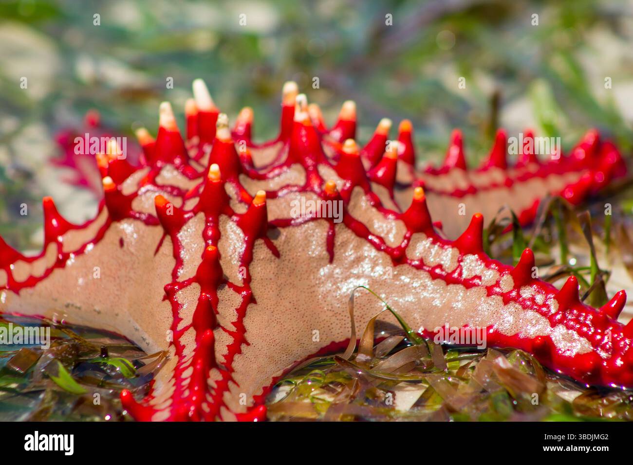 Roter Seestern Protoreaster linckii am Sandstrand mit grünem Algen. Nahaufnahme von oben mit leuchtend roten Dornen und strukturierten Armen Stockfoto