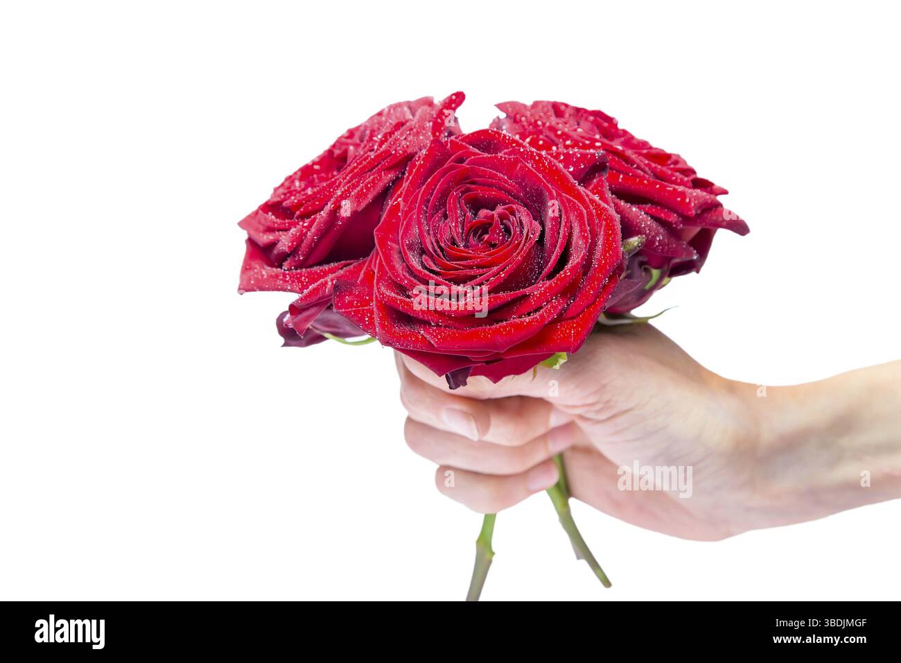Hand, die Strauß roter Rosen mit Wassertropfen isoliert auf weißem Hintergrund Stockfoto
