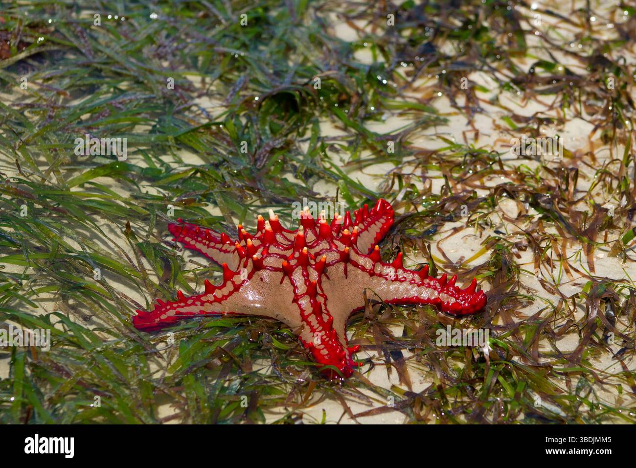 Roter Seestern Protoreaster linckii am Sandstrand mit grünem Algen. Nahaufnahme von oben mit leuchtend roten Dornen und strukturierten Armen Stockfoto
