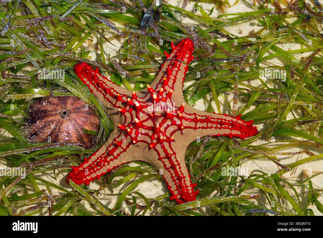Roter Seestern Protoreaster linckii am Sandstrand mit grünem Algen. Nahaufnahme von oben mit leuchtend roten Dornen und strukturierten Armen Stockfoto