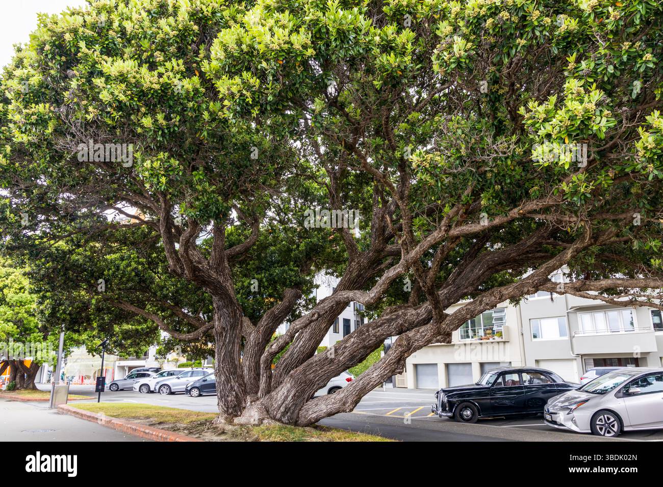 Großer schöner Baum auf der Straße von Wellington, Neuseeland Stockfoto