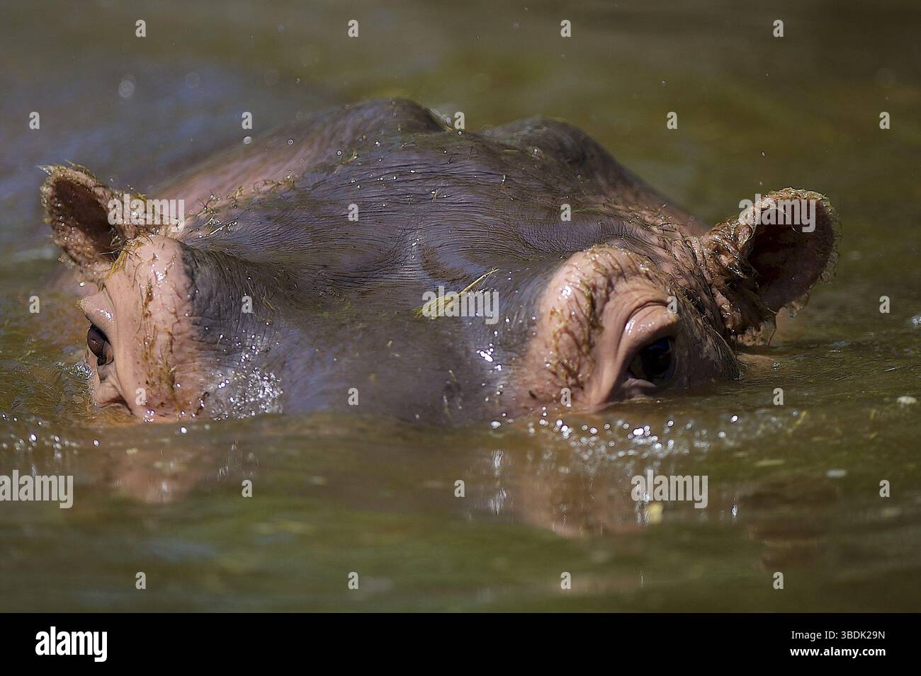 Afrika, afrika, Amphibien, Tier, Wasser, Verhalten, groß, Körper, braun, nah, Kreatur, Gefahr, gefährlich, das, Fett, Flusspferd, grün, grau, Kopf, Stockfoto