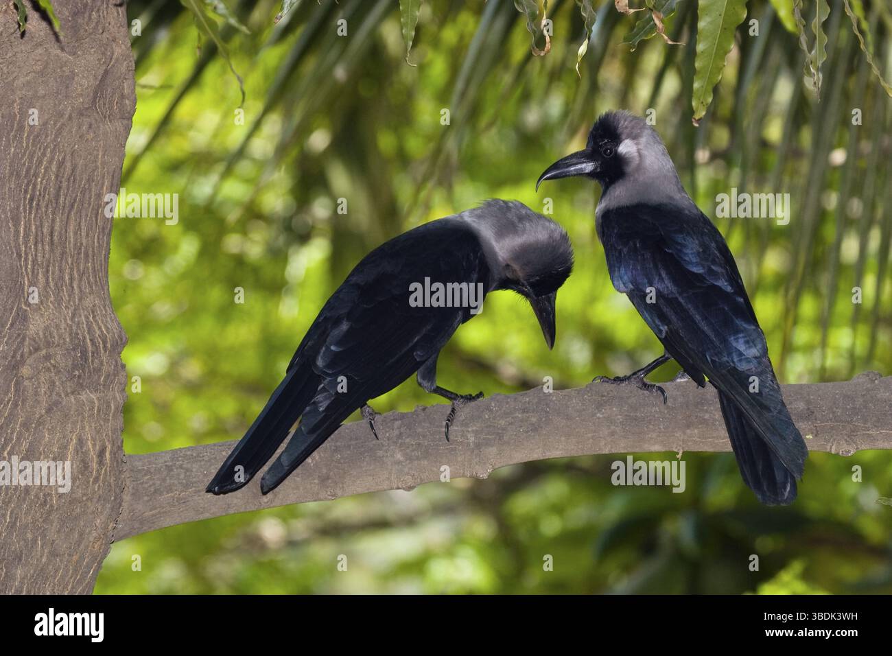 Leuchtende Krähen, Paar, Chennai, leuchtende Krähe (Corvus splendens), Krähe, Indien, Asien Stockfoto