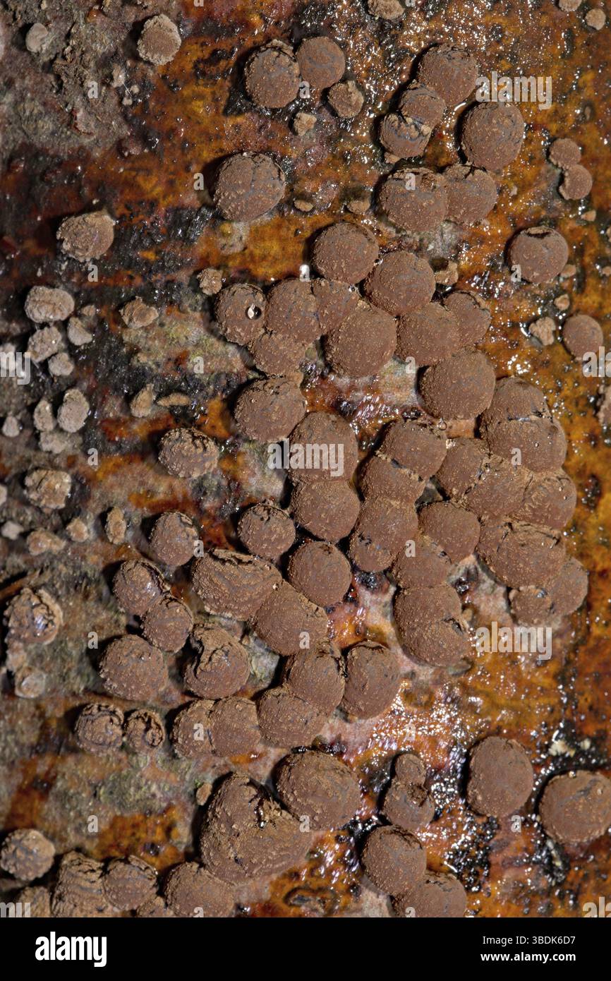 Buche (Hypoxylon fragiforme) Holzwart Stockfoto