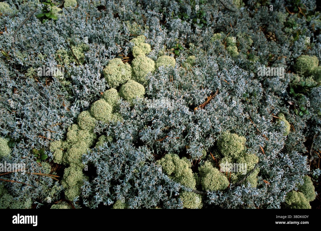Rentierflechte (Cladonia stellaris), Rentierflechte, europa, europa, Pflanzen, Anlagen, Querformat, horizontal Stockfoto