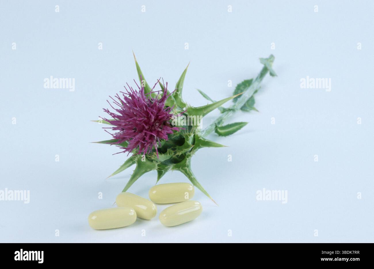 Carduus marianus (Silybum marianum) und Tabletten (Carduus marianus), Carduus marianus und Tabletten, Mariendistel Stockfoto