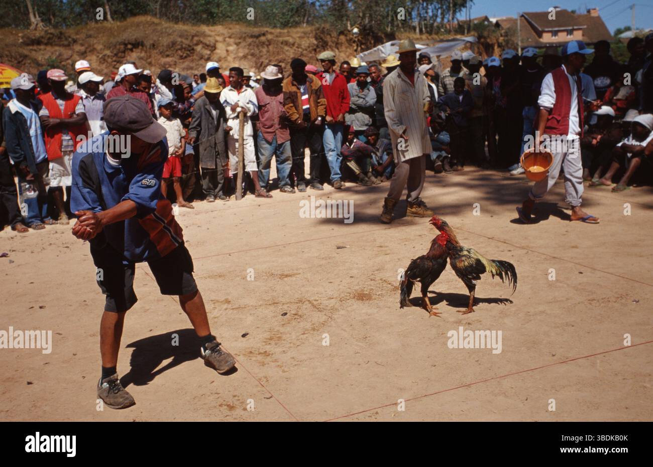 Zuschauer beim Cockfight, Haushühner, Cockfight, Madagaskar, Afrika Stockfoto
