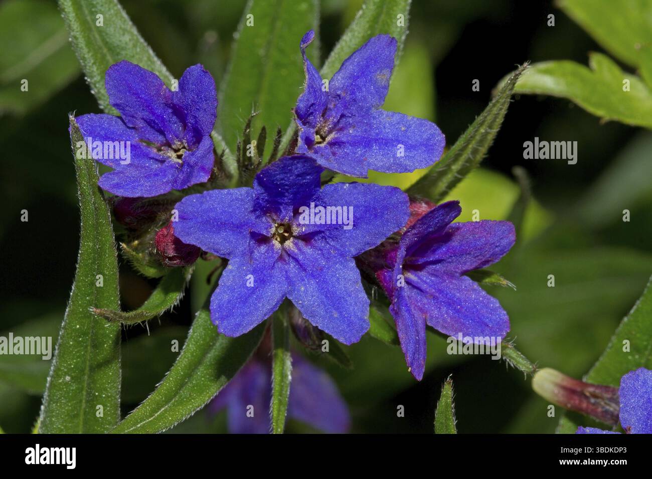Violette Steinsamen, blau-rote Steinsamen, blau-rote Kuhzunge, Pflanzen, Wildpflanzen, Blüten, blau, vier, Blätter, grün (Aegonychon purpurocaeruleum) Stockfoto