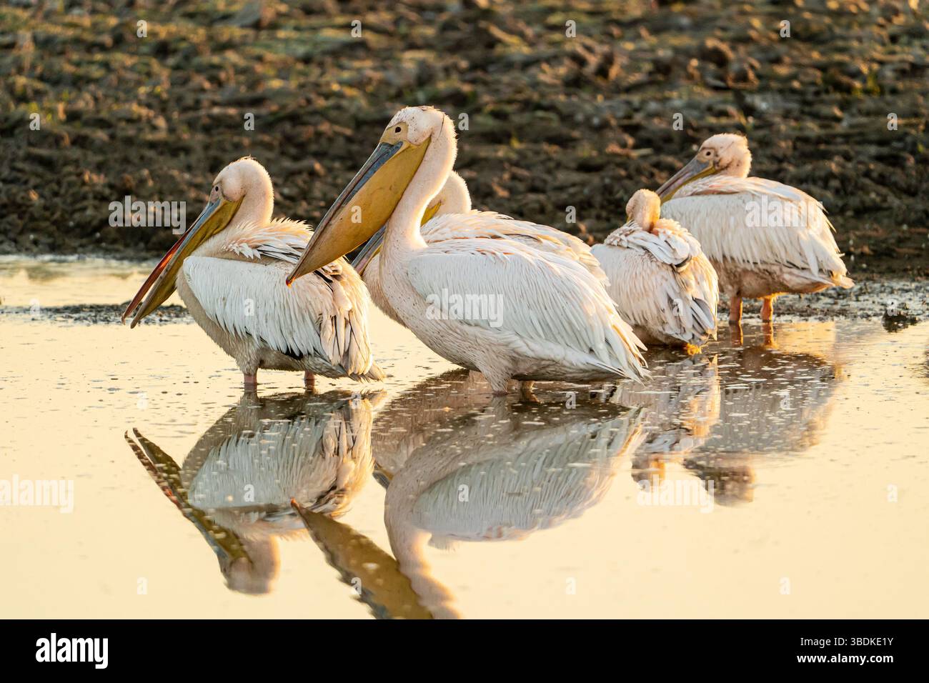Große weiße Pelikane (Pelecanus onocrotalus) am frühen Morgen in Botswana, Afrika Stockfoto