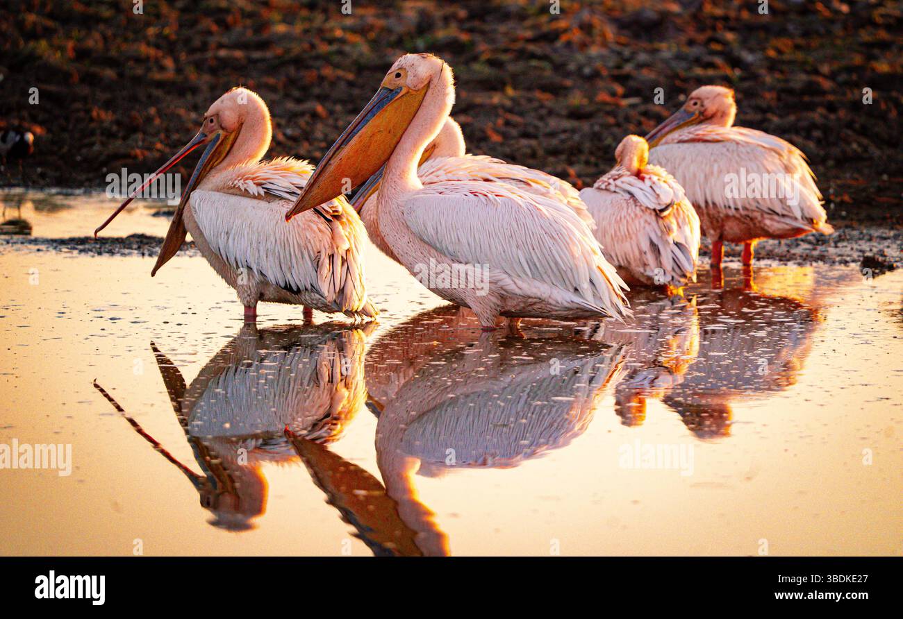 Große weiße Pelikane (Pelecanus onocrotalus) am frühen Morgen in Botswana, Afrika Stockfoto