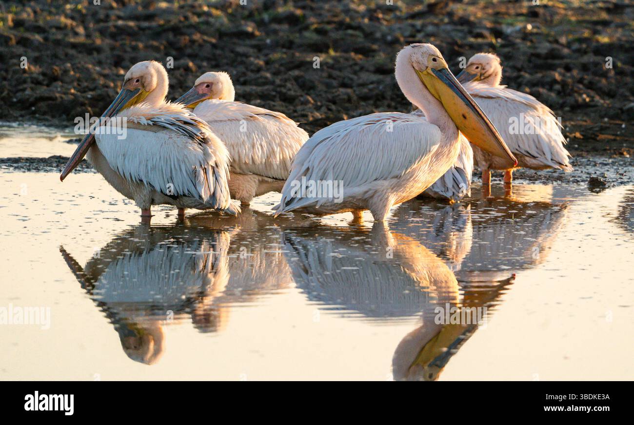 Große weiße Pelikane (Pelecanus onocrotalus) am frühen Morgen in Botswana, Afrika Stockfoto