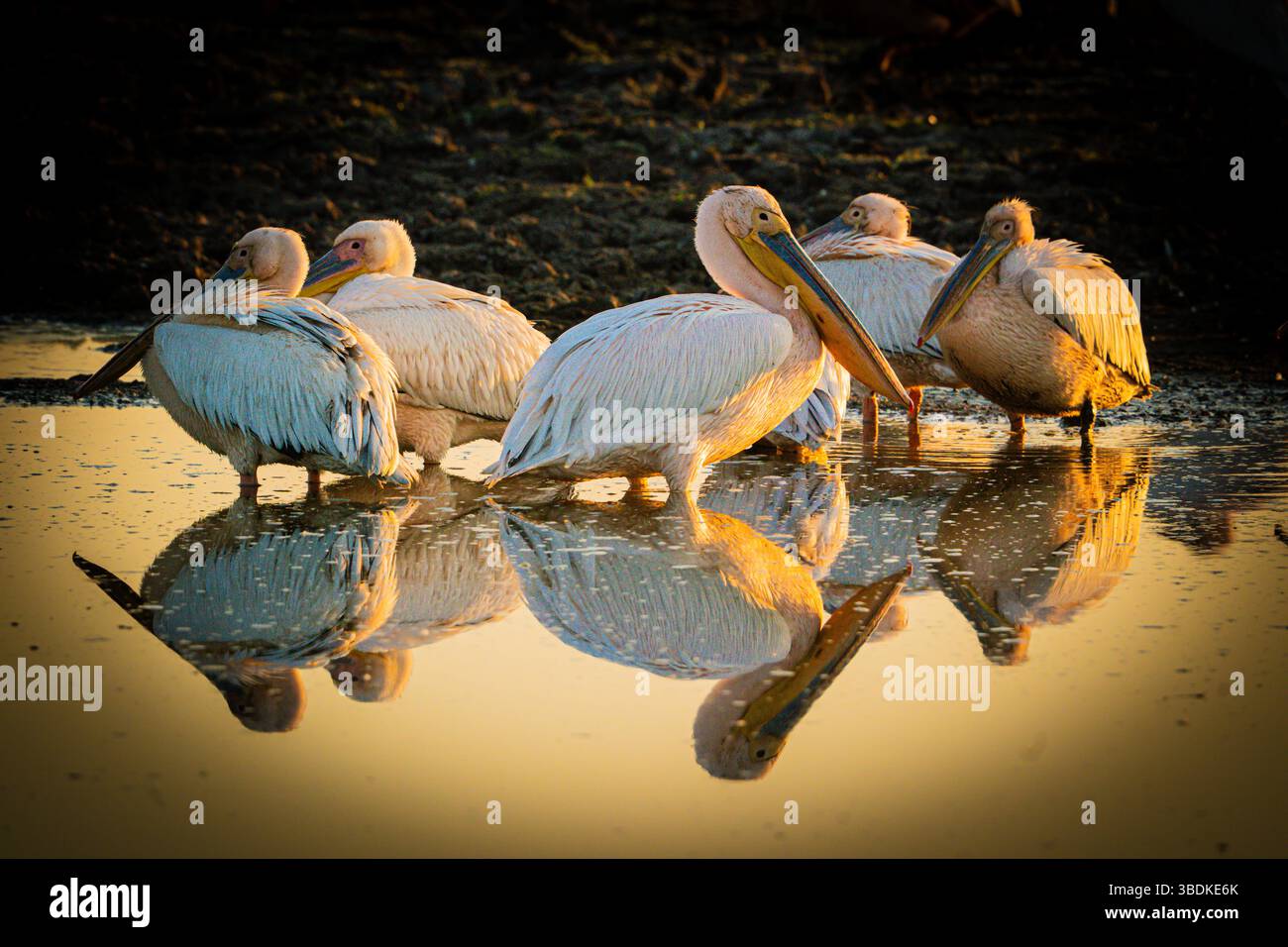 Große weiße Pelikane (Pelecanus onocrotalus) am frühen Morgen in Botswana, Afrika Stockfoto