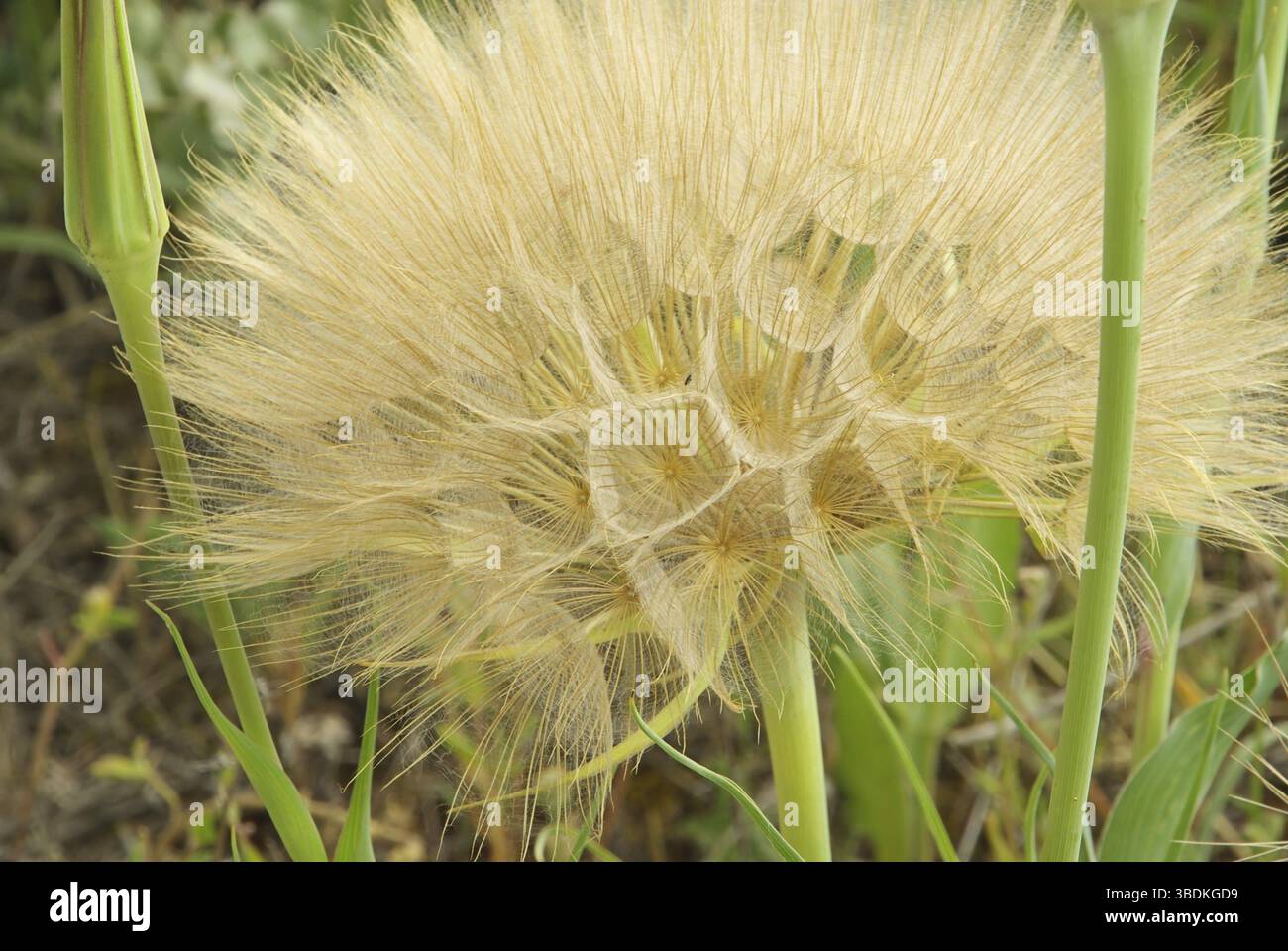 Buckbeard, Westliche Schwarzwurzel Stockfoto