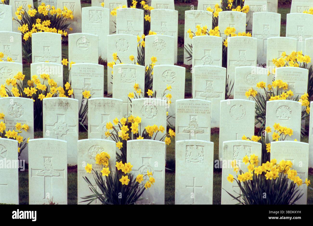 Grabsteine und Narzisse (Narzisse), Kriegsfriedhof, Ypern, Westflandern, Paschal, Flandern, Kriegsgräber, Belgien, Europa Stockfoto