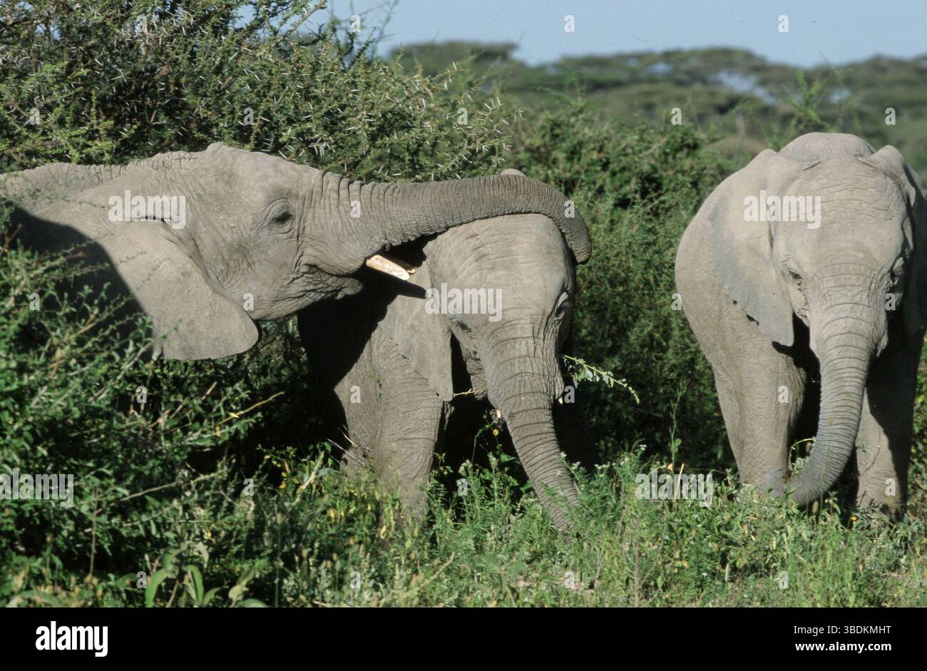 Afrikanische Elefanten (Loxodonta africana), Serengeti Nationalpark, Tansania, Afrikanische Elefanten, Serengeti Nationalpark, Tansania /, Afrika Stockfoto