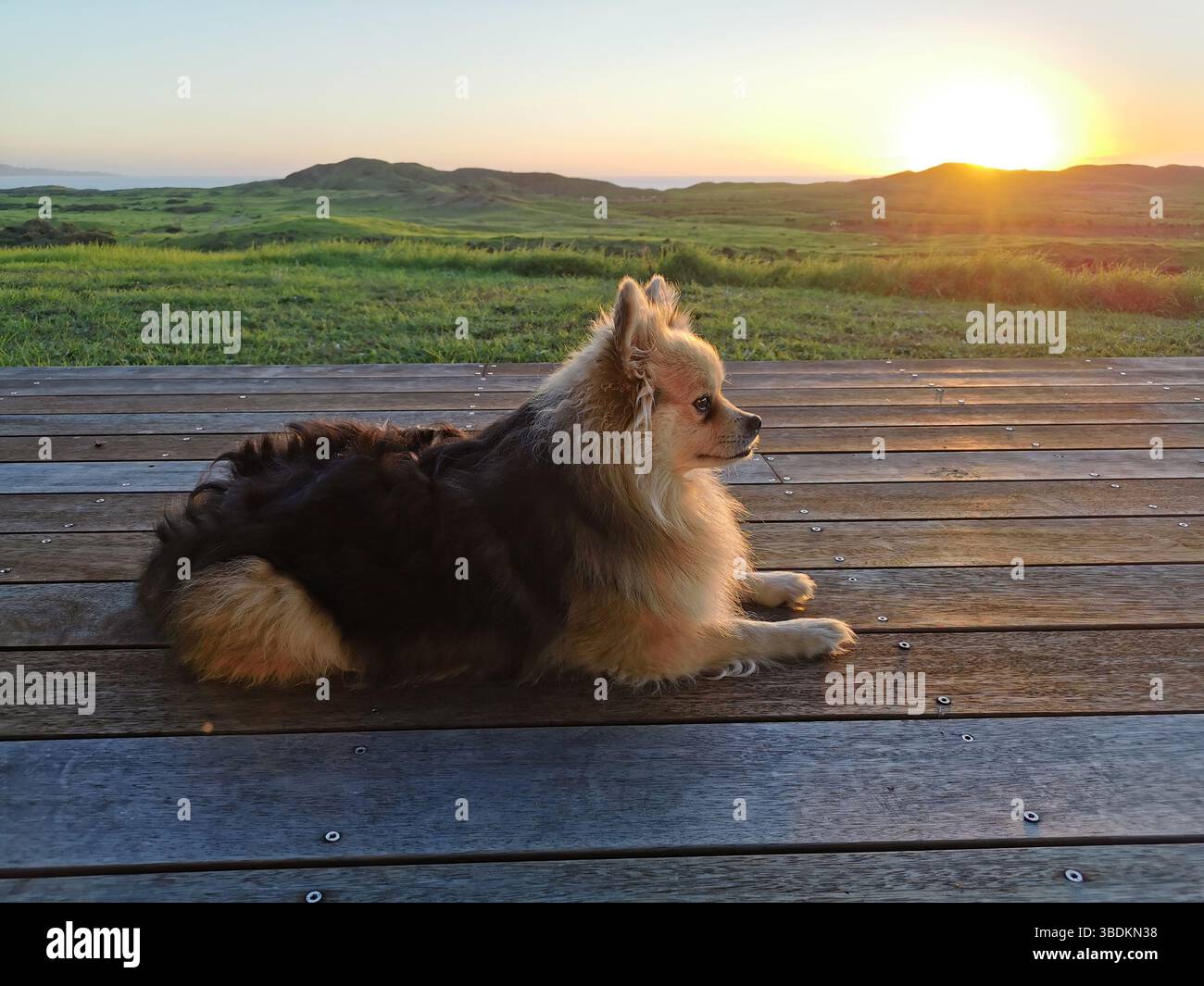 Porträt eines süßen flauschigen Hundes, der sich bei Sonnenuntergang auf der Holzterrasse entspannt Stockfoto