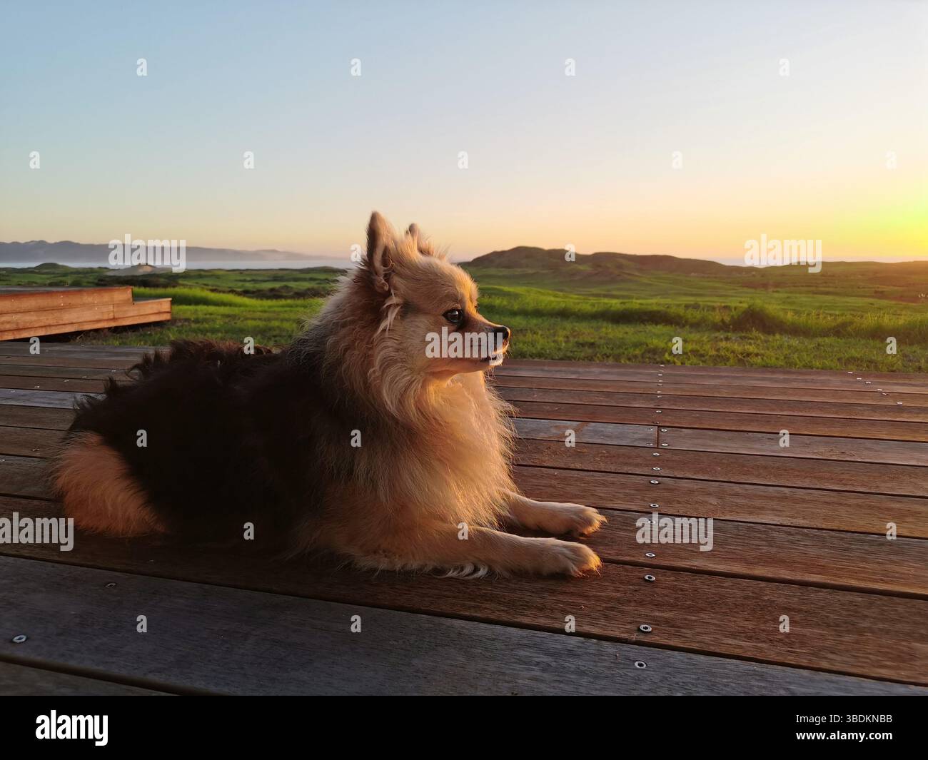 Porträt eines süßen flauschigen Hundes, der sich bei Sonnenuntergang auf der Holzterrasse entspannt Stockfoto