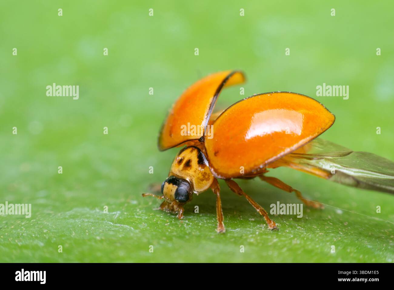 Makro von Käfer-Insekten (Marienkäfer) orange und Punkt schwarz Farbe nah auf dem grünen Blatt oder lassen Sie in der Natur Stockfoto