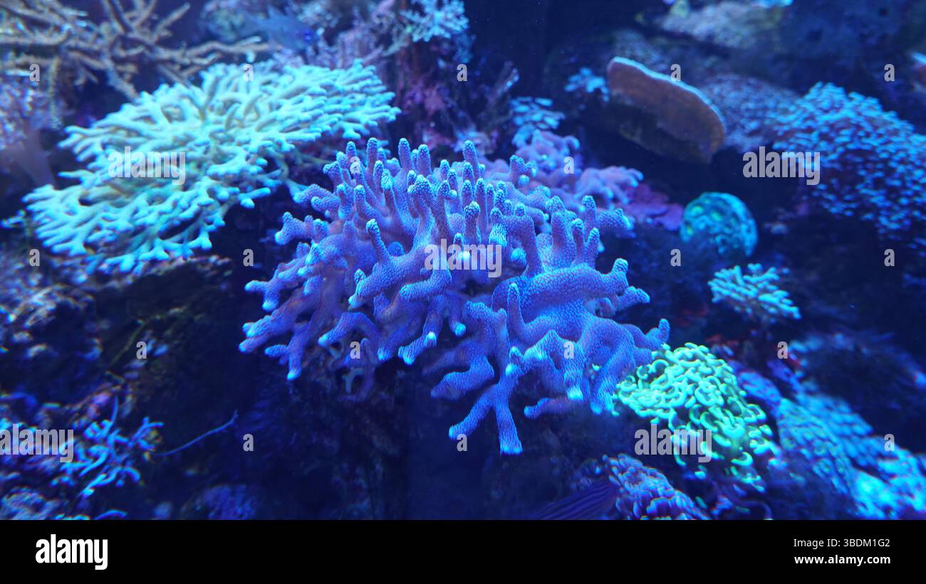 Korallenriffe und Meeresleben: Eine bunte Welt unter dem Ozean Stockfoto
