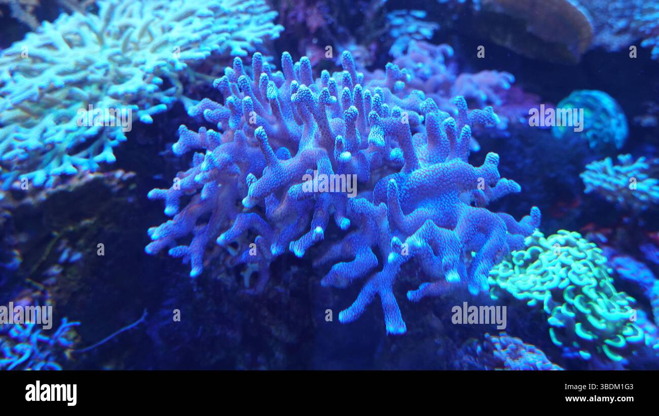Korallenriffe und Meeresleben: Eine bunte Welt unter dem Ozean Stockfoto
