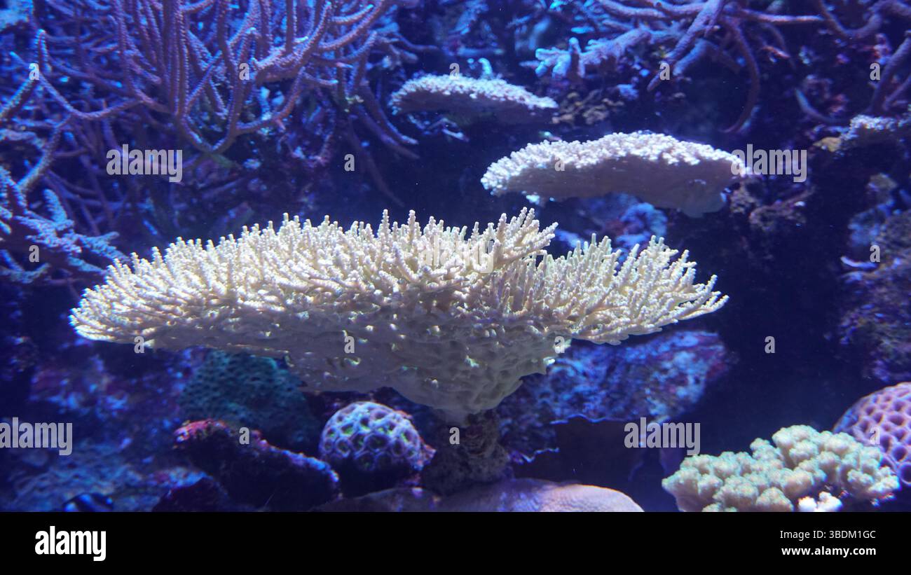 Korallenriffe und Meeresleben: Eine bunte Welt unter dem Ozean Stockfoto