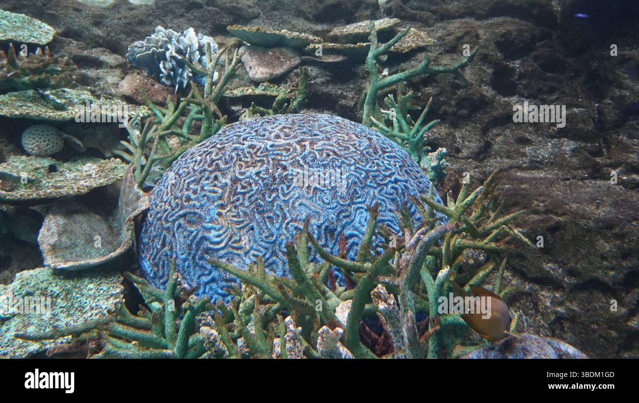 Korallenriffe und Meeresleben: Eine bunte Welt unter dem Ozean Stockfoto