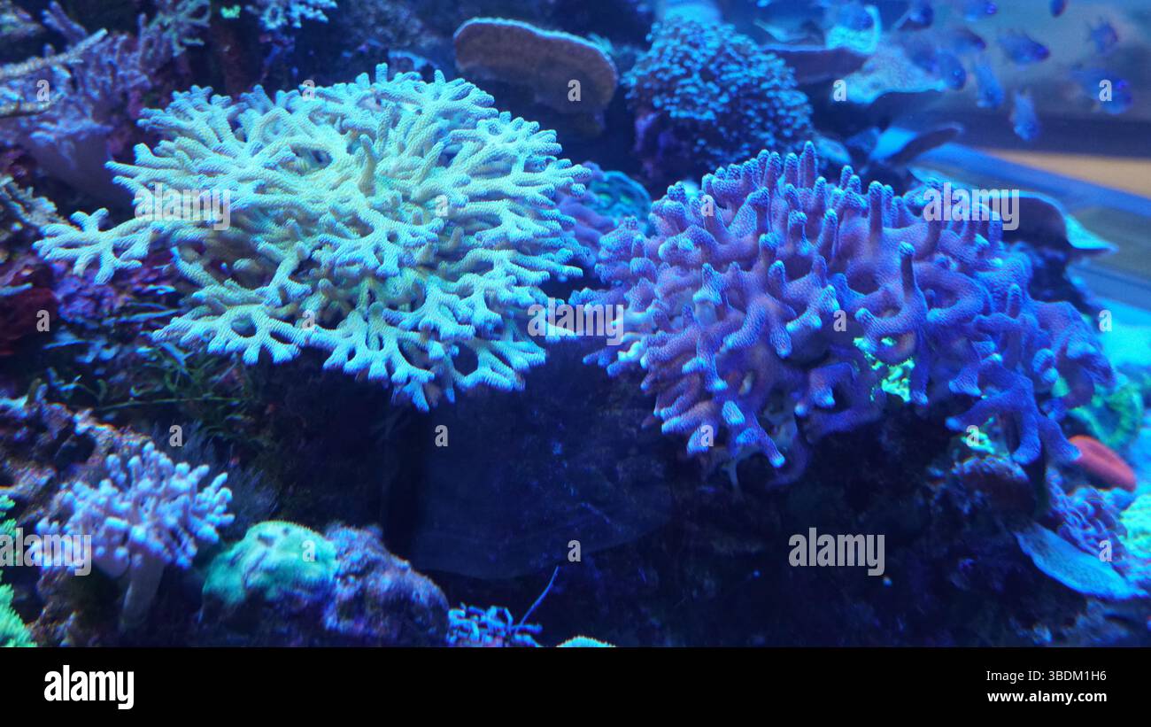 Korallenriffe und Meeresleben: Eine bunte Welt unter dem Ozean Stockfoto