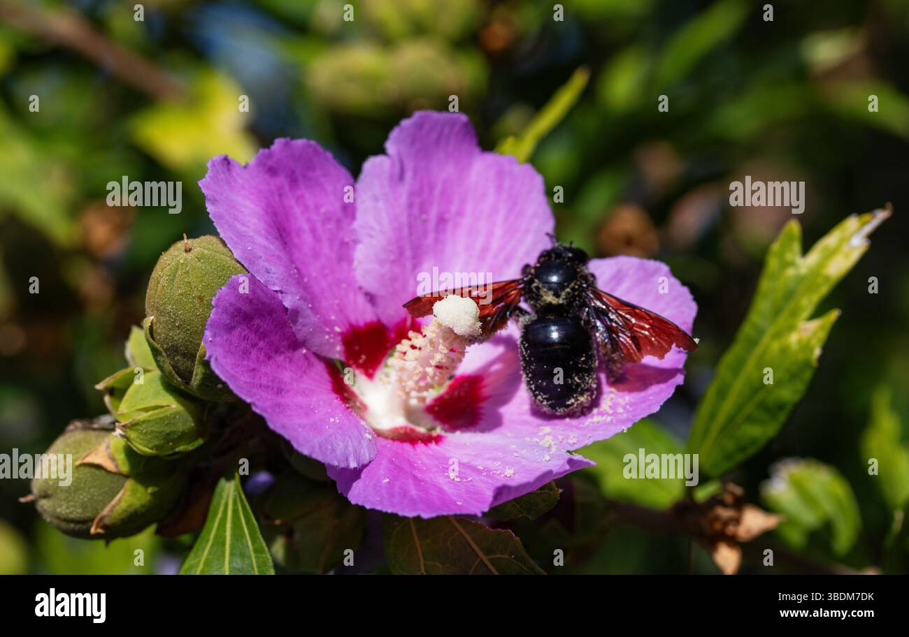 Große Zimmerbiene, bedeckt mit Pollen, die aktiv auf der Suche nach einer leuchtend violetten Hibiskusblüte ist. Stockfoto