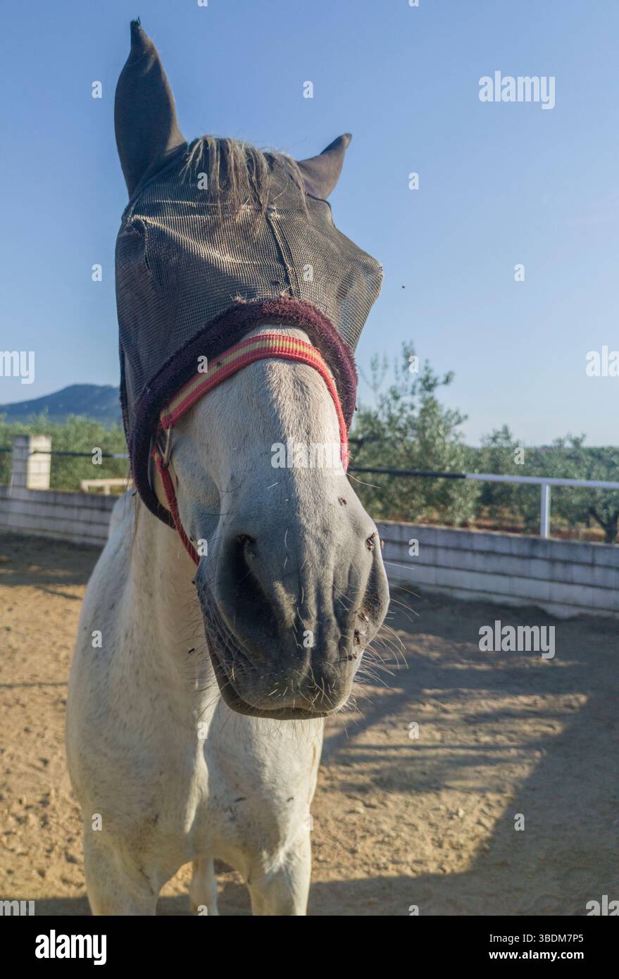 Pferd geschützt mit Fliegenmaske. Schutzausrüstung gegen Insekten Stockfoto