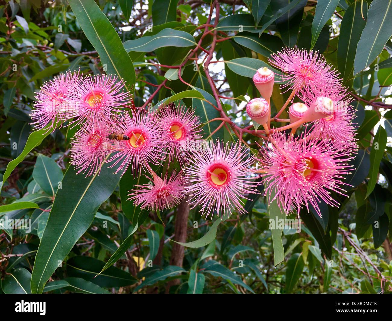 Eine Biene auf den rosafarbenen Blüten eines einheimischen australischen Gummibaums. Stockfoto