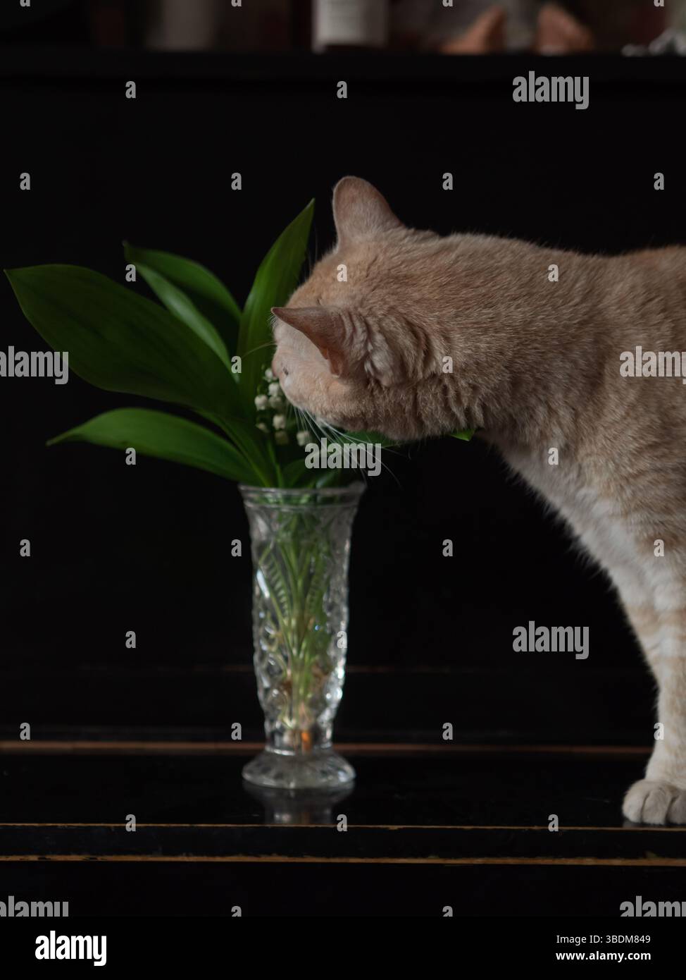 Beige Cat Sniffing Lily of the Valley in Glasvase auf schwarzem Klavier, Vertical Home Stillleben Stockfoto