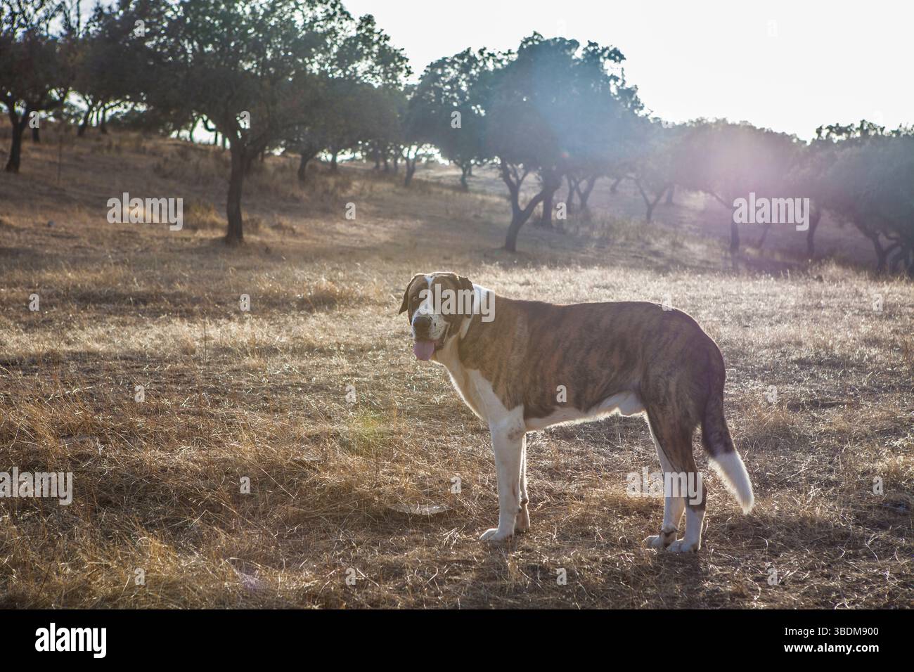 Spanisches Rassenmastiff, das durch den Dehesa-Staat läuft. Blick bei Sonnenuntergang Stockfoto
