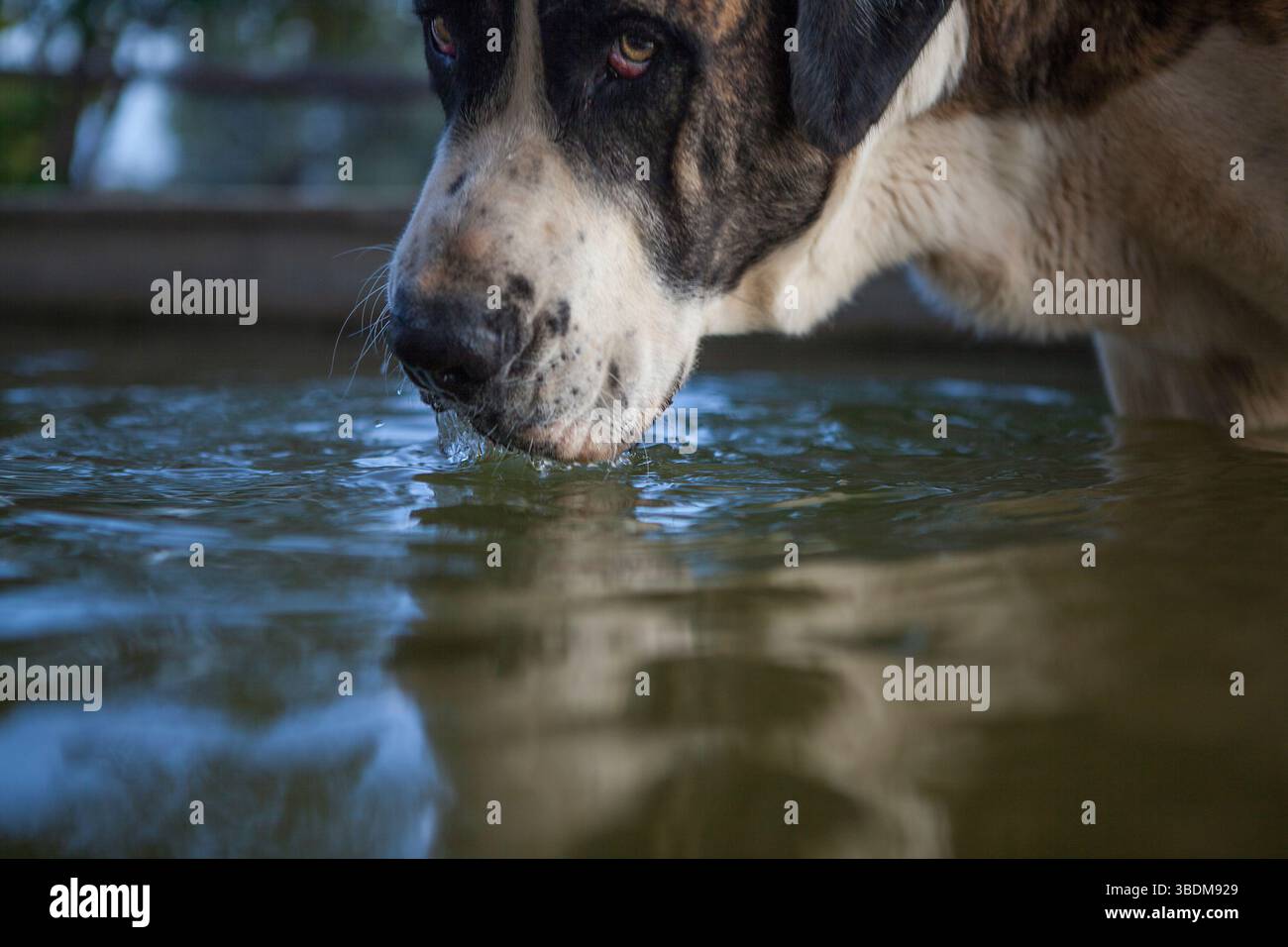 Durstiger spanischer Rassenmastiff, der am Dehesa-Staat vorbeiläuft Stockfoto