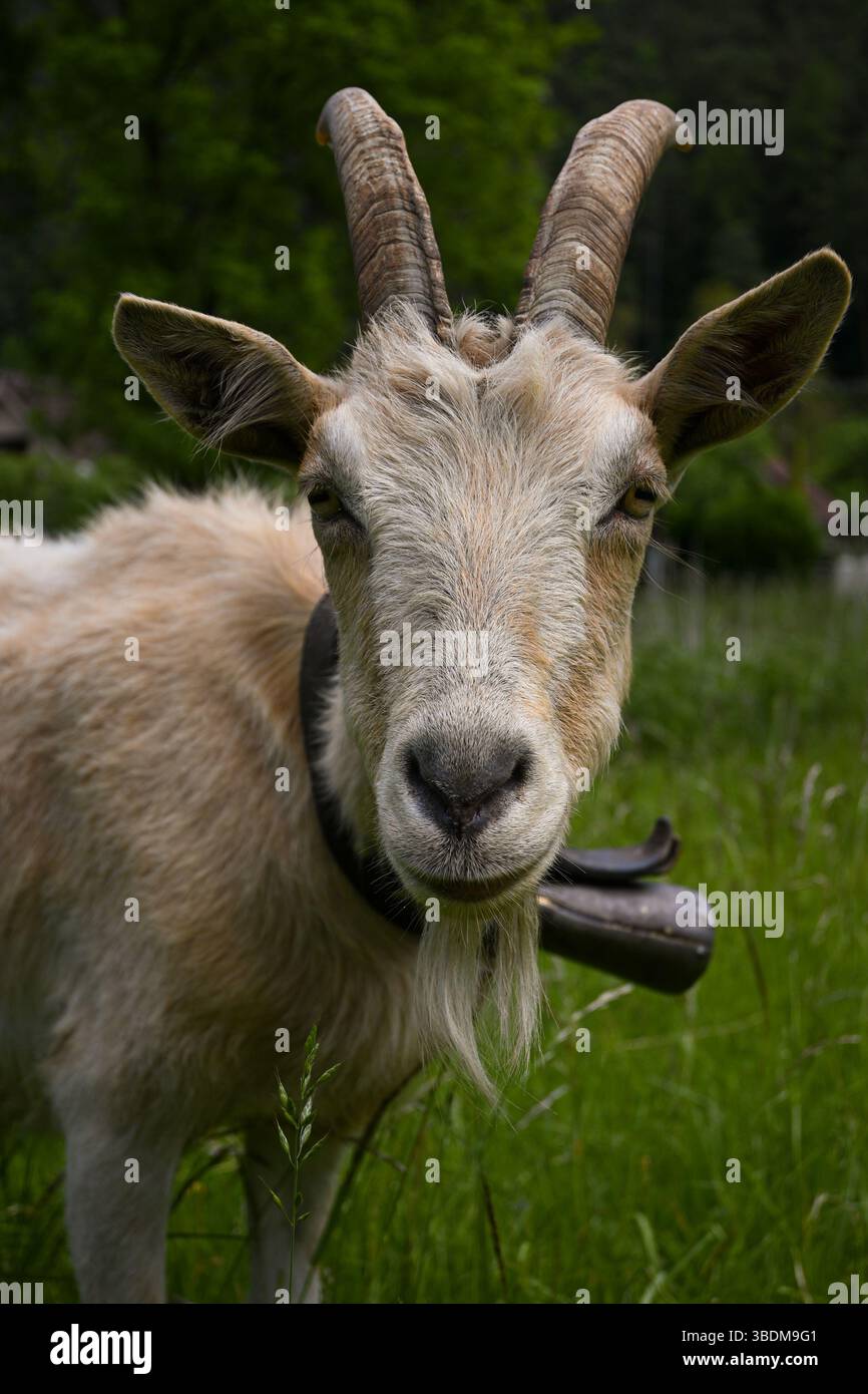 Porträt einer Ziege mit Kuhglocke, die auf einer grünen Wiese weidet. Stockfoto