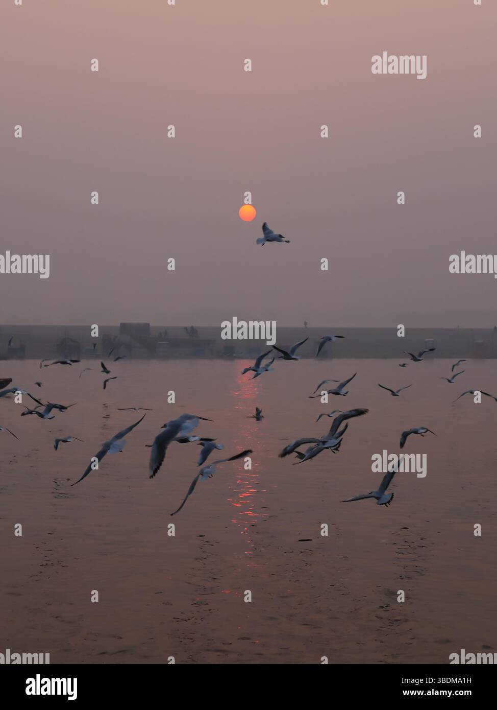 Indien, Uttar Pradesh, Varanasi, wunderschöner Blick auf den Varanasi Ganga River Vogel, der umherfliegt. Stockfoto