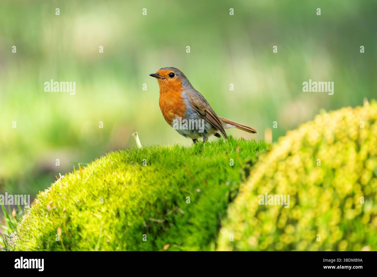 Erithacus rubecula, Europäischer Rotkehlchen Stockfoto
