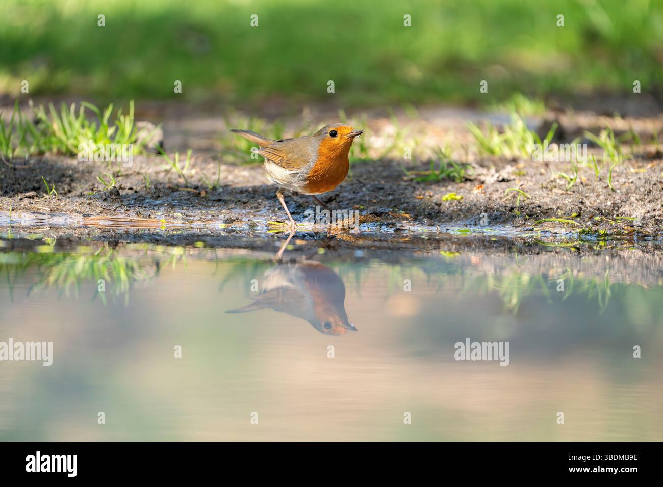 Erithacus rubecula, Europäischer Rotkehlchen Stockfoto